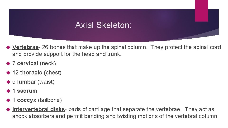 Axial Skeleton: Vertebrae- 26 bones that make up the spinal column. They protect the