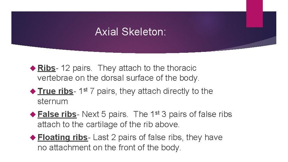 Axial Skeleton: Ribs- 12 pairs. They attach to the thoracic vertebrae on the dorsal