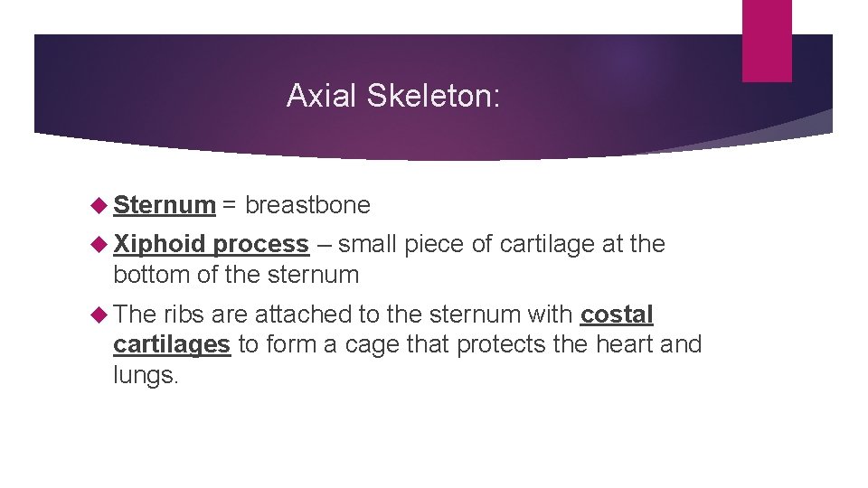 Axial Skeleton: Sternum = breastbone Xiphoid process – small piece of cartilage at the