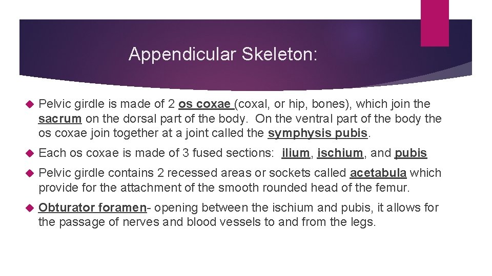 Appendicular Skeleton: Pelvic girdle is made of 2 os coxae (coxal, or hip, bones),