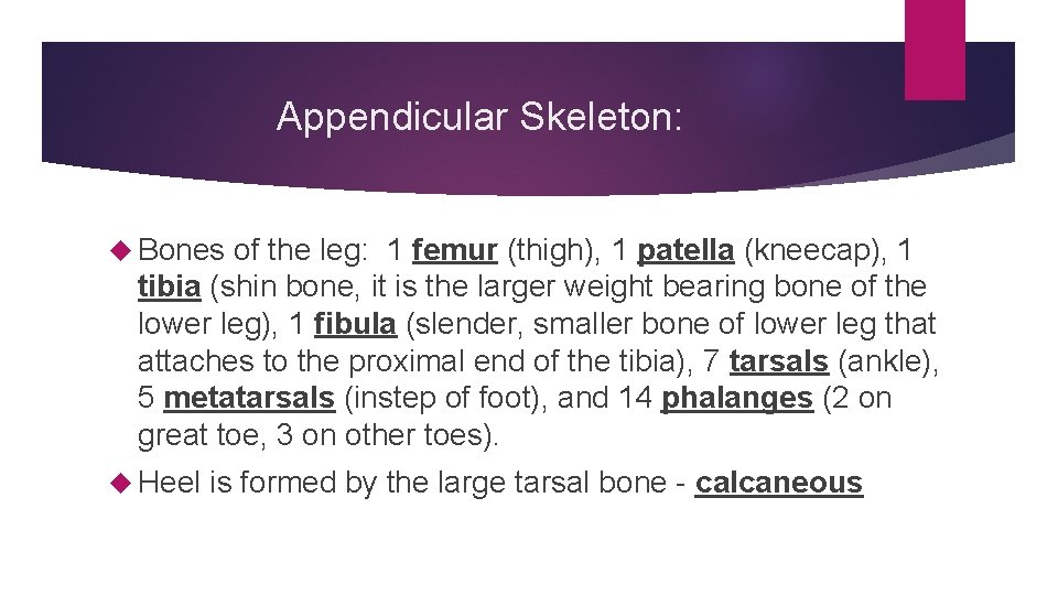 Appendicular Skeleton: Bones of the leg: 1 femur (thigh), 1 patella (kneecap), 1 tibia