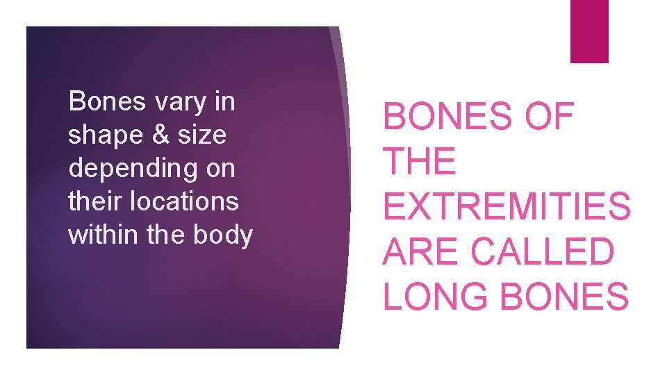 Bones vary in shape & size depending on their locations within the body BONES