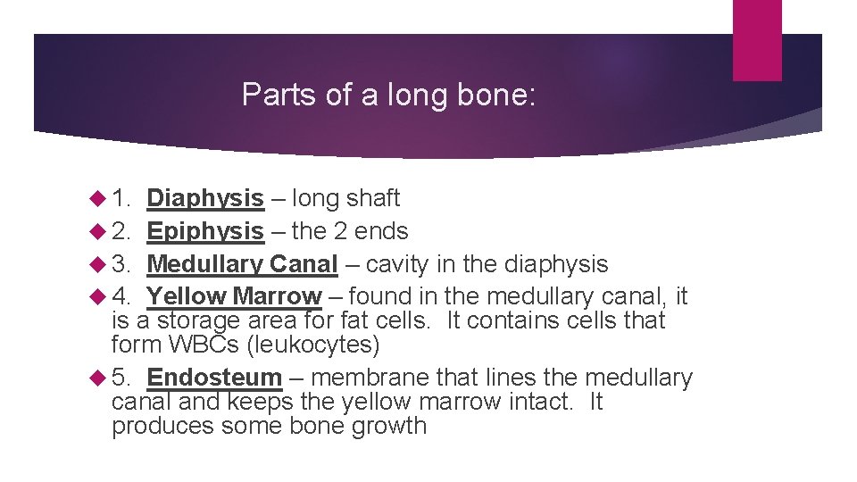 Parts of a long bone: 1. Diaphysis – long shaft 2. Epiphysis – the