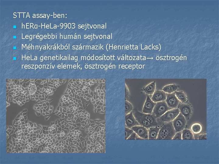 STTA assay-ben: n h. ERα-He. La-9903 sejtvonal n Legrégebbi humán sejtvonal n Méhnyakrákból származik