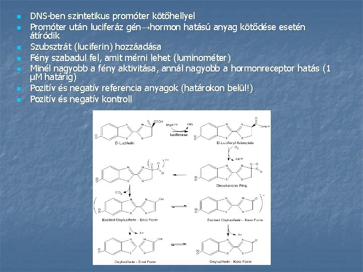 n n n n DNS-ben szintetikus promóter kötőhellyel Promóter után luciferáz gén→hormon hatású anyag n n n n DNS-ben szintetikus promóter kötőhellyel Promóter után luciferáz gén→hormon hatású anyag