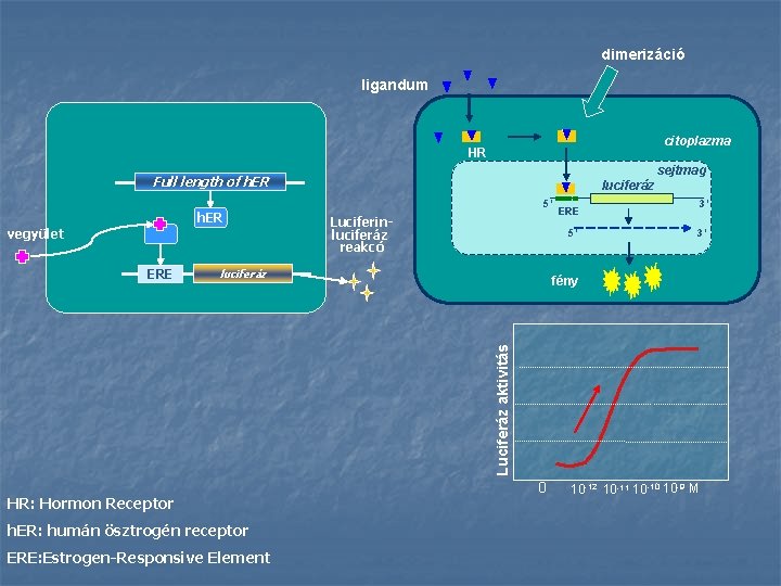 dimerizáció ligandum citoplazma HR sejtmag Full length of h. ER luciferáz 5’ h. ER