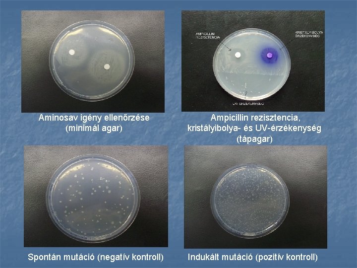 Aminosav igény ellenőrzése (minimál agar) Ampicillin rezisztencia, kristályibolya- és UV-érzékenység (tápagar) Spontán mutáció (negatív