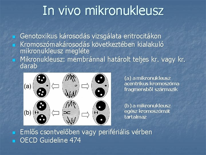 In vivo mikronukleusz n n n Genotoxikus károsodás vizsgálata eritrocitákon Kromoszómakárosodás következtében kialakuló mikronukleusz