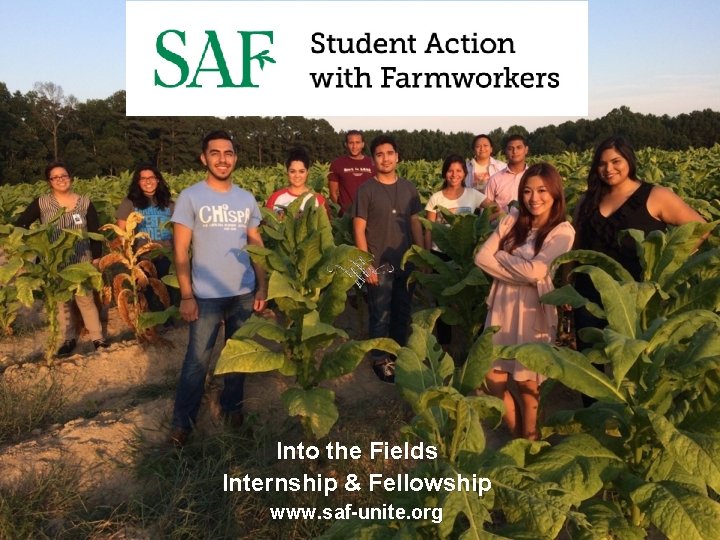 Into the Fields Internship & Fellowship www. saf-unite. org 