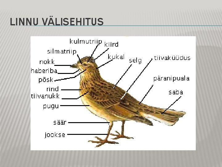 LINNU VÄLISEHITUS LINNU VÄLISEHITUS