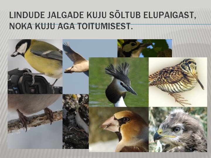 LINDUDE JALGADE KUJU SÕLTUB ELUPAIGAST, NOKA KUJU AGA TOITUMISEST. LINDUDE JALGADE KUJU SÕLTUB ELUPAIGAST, NOKA KUJU AGA TOITUMISEST.