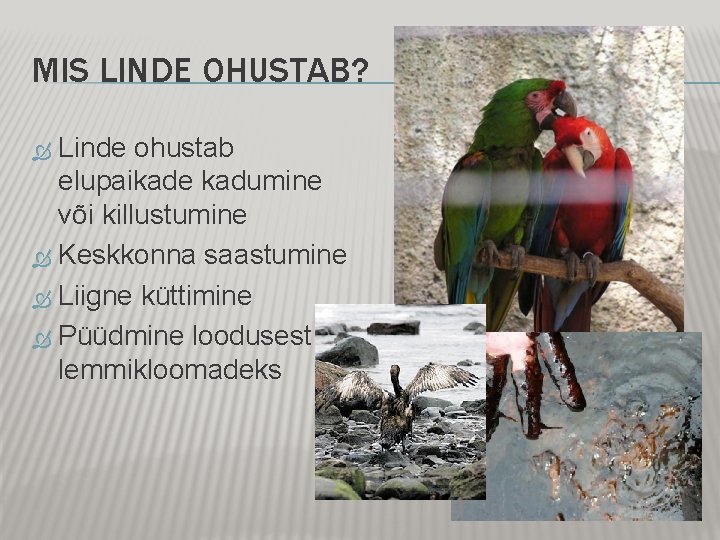 MIS LINDE OHUSTAB? Linde ohustab elupaikade kadumine või killustumine Keskkonna saastumine Liigne küttimine Püüdmine MIS LINDE OHUSTAB? Linde ohustab elupaikade kadumine või killustumine Keskkonna saastumine Liigne küttimine Püüdmine