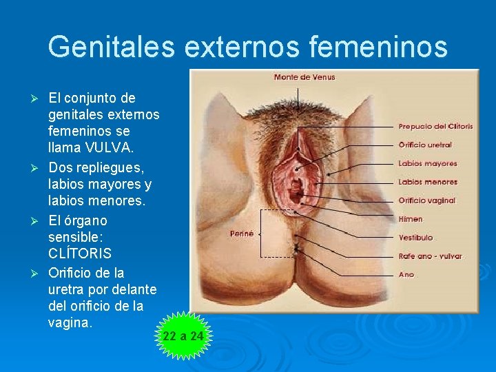 Genitales externos femeninos Ø Ø El conjunto de genitales externos femeninos se llama VULVA.