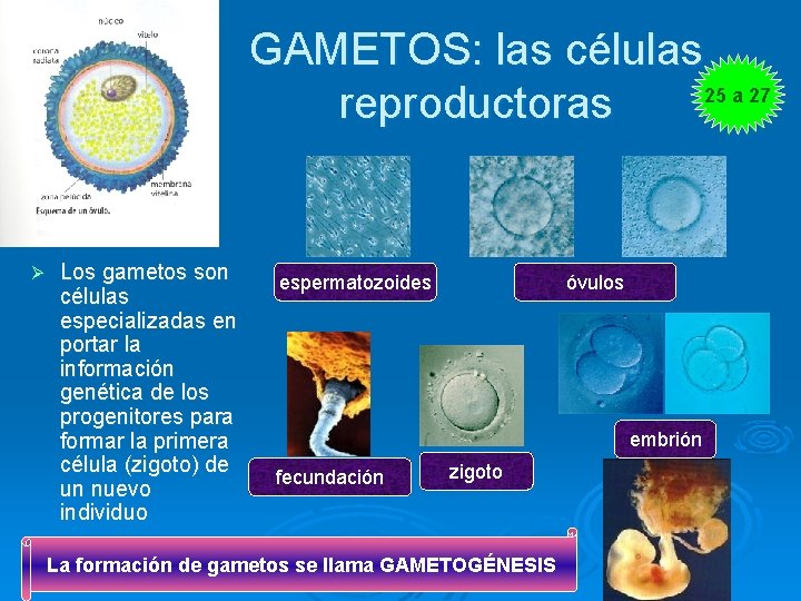 GAMETOS: las células 25 a 27 reproductoras Ø Los gametos son células especializadas en