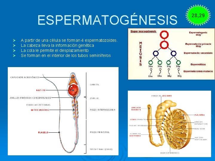 ESPERMATOGÉNESIS Ø Ø A partir de una célula se forman 4 espermatozoides. La cabeza