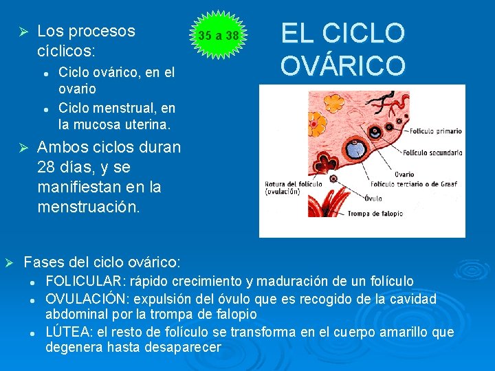 Ø Los procesos cíclicos: l l Ø Ø Ciclo ovárico, en el ovario Ciclo