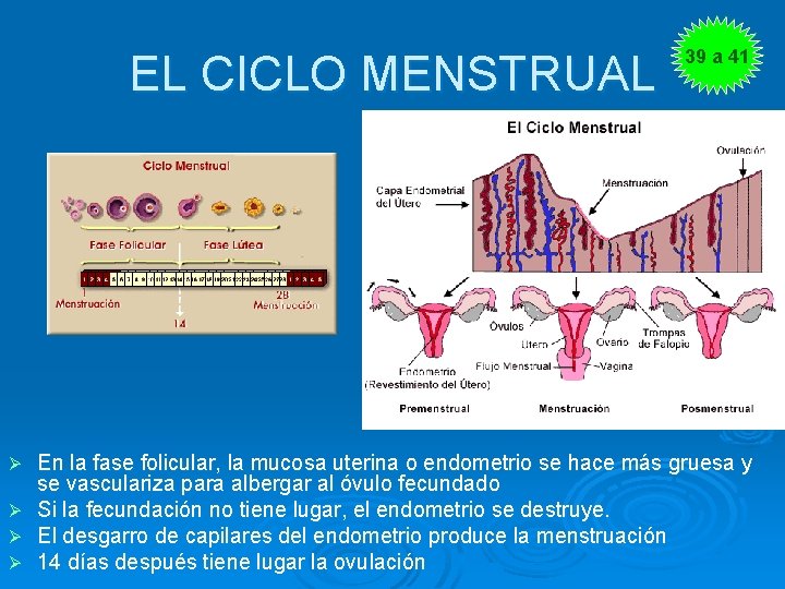 EL CICLO MENSTRUAL 39 a 41 En la fase folicular, la mucosa uterina o