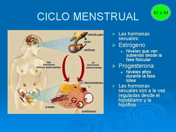 CICLO MENSTRUAL Ø Las hormonas sexuales: Ø Estrógeno l Ø Niveles que van subiendo