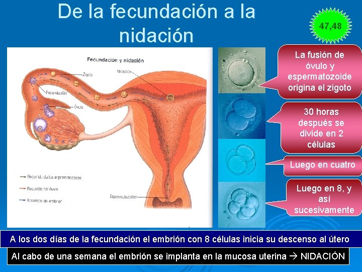 De la fecundación a la nidación 47, 48 La fusión de óvulo y espermatozoide