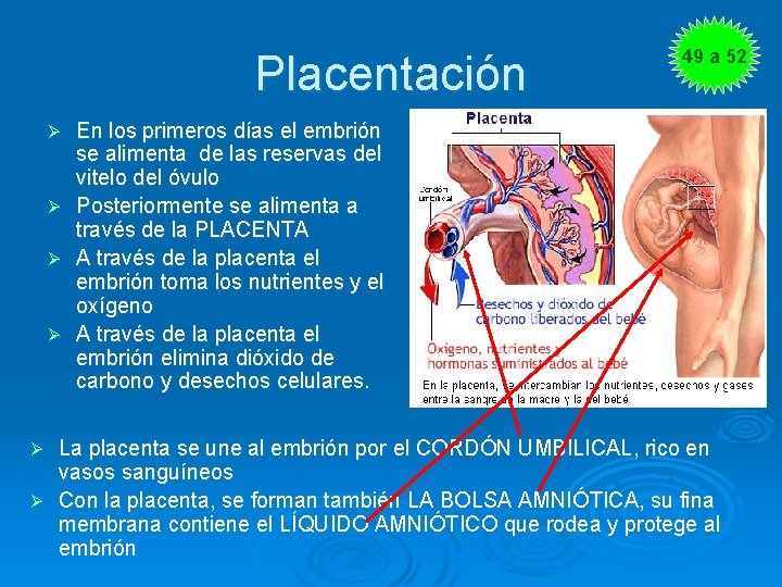 Placentación 49 a 52 En los primeros días el embrión se alimenta de las
