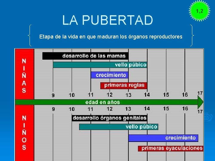 LA PUBERTAD Etapa de la vida en que maduran los órganos reproductores 1, 2