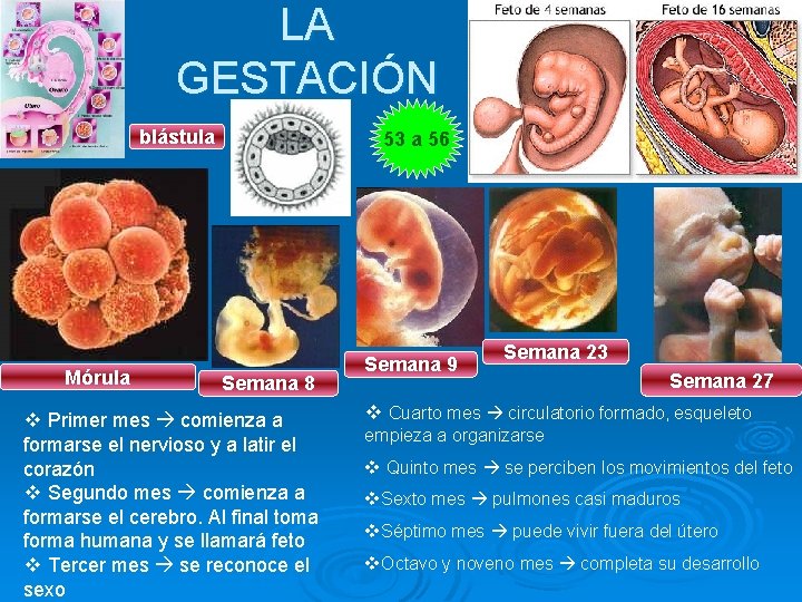 LA GESTACIÓN blástula Mórula 53 a 56 Semana 8 v Primer mes comienza a