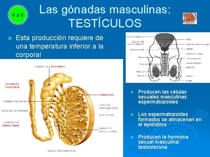 4 a 6 Ø Las gónadas masculinas: TESTÍCULOS Esta producción requiere de una temperatura