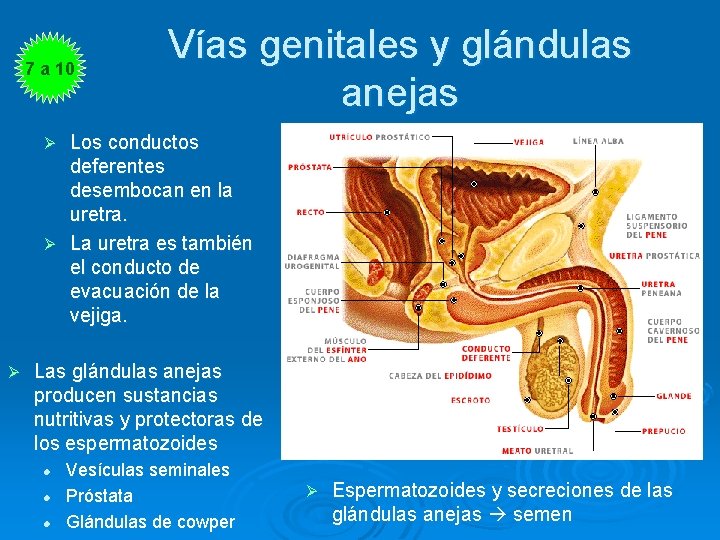 7 a 10 Vías genitales y glándulas anejas Los conductos deferentes desembocan en la