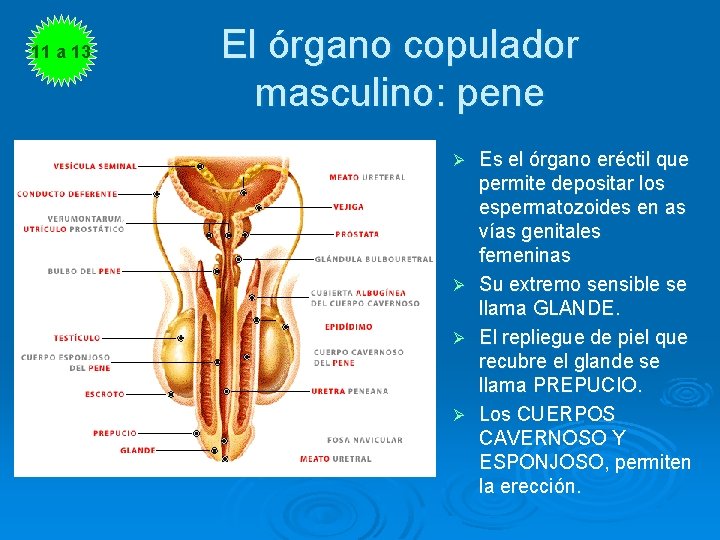 11 a 13 El órgano copulador masculino: pene Ø Ø Es el órgano eréctil