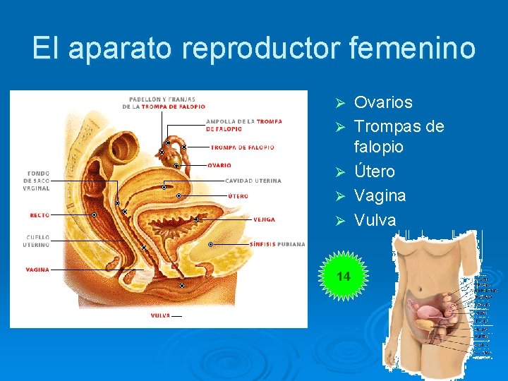 El aparato reproductor femenino Ø Ø Ø 14 Ovarios Trompas de falopio Útero Vagina