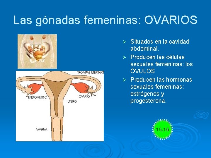 Las gónadas femeninas: OVARIOS Situados en la cavidad abdominal. Ø Producen las células sexuales