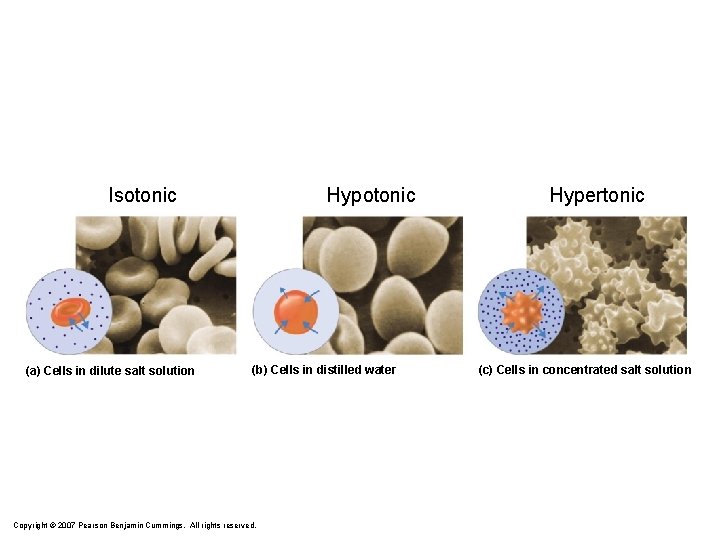 Isotonic (a) Cells in dilute salt solution Hypotonic (b) Cells in distilled water Copyright