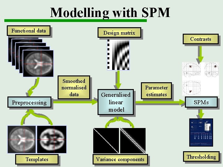 Modelling with SPM Functional data Design matrix Contrasts Smoothed normalised data Preprocessing Templates Generalised