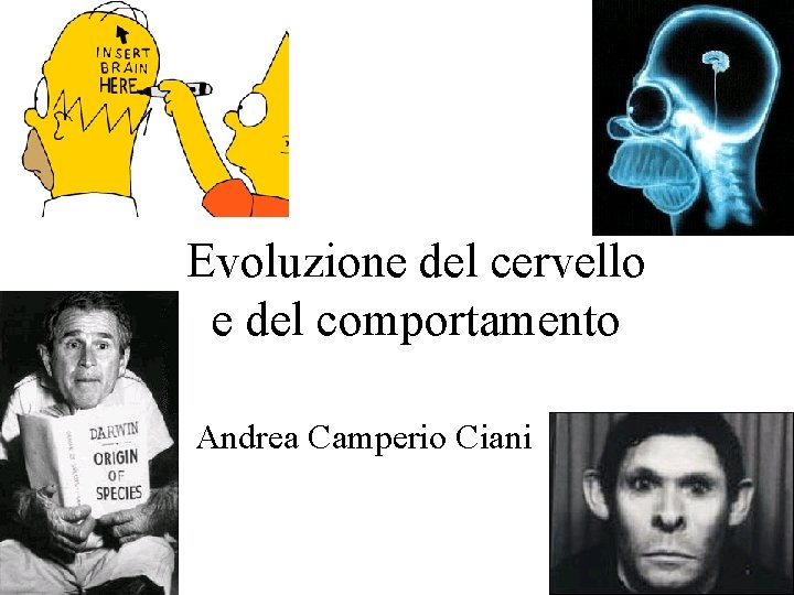 Evoluzione del cervello e del comportamento Andrea Camperio Ciani 