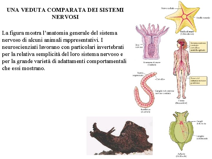 UNA VEDUTA COMPARATA DEI SISTEMI NERVOSI La figura mostra l’anatomia generale del sistema nervoso