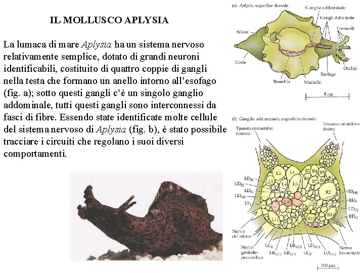 IL MOLLUSCO APLYSIA La lumaca di mare Aplysia ha un sistema nervoso relativamente semplice,