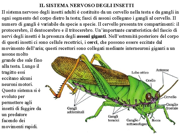IL SISTEMA NERVOSO DEGLI INSETTI Il sistema nervoso degli insetti adulti è costituito da