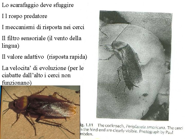 Lo scarafaggio deve sfuggire I l rospo predatore I meccanismi di risposta nei cerci