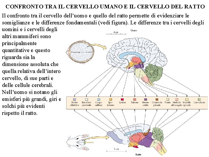 CONFRONTO TRA IL CERVELLO UMANO E IL CERVELLO DEL RATTO Il confronto tra il
