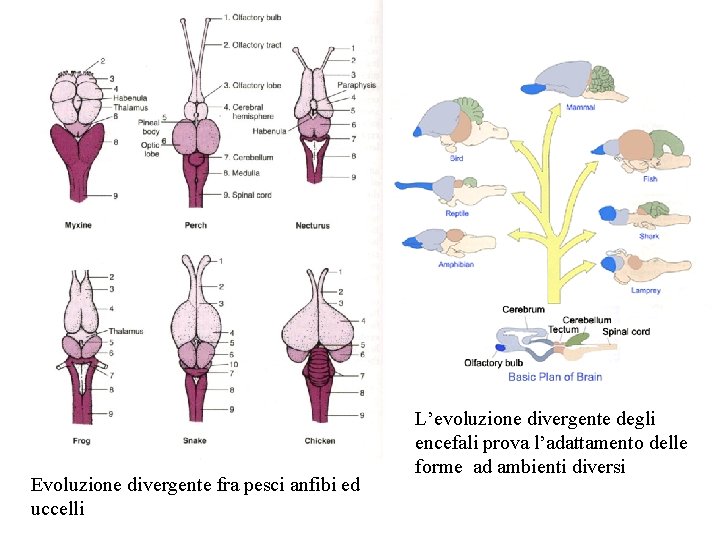 Evoluzione divergente fra pesci anfibi ed uccelli L’evoluzione divergente degli encefali prova l’adattamento delle