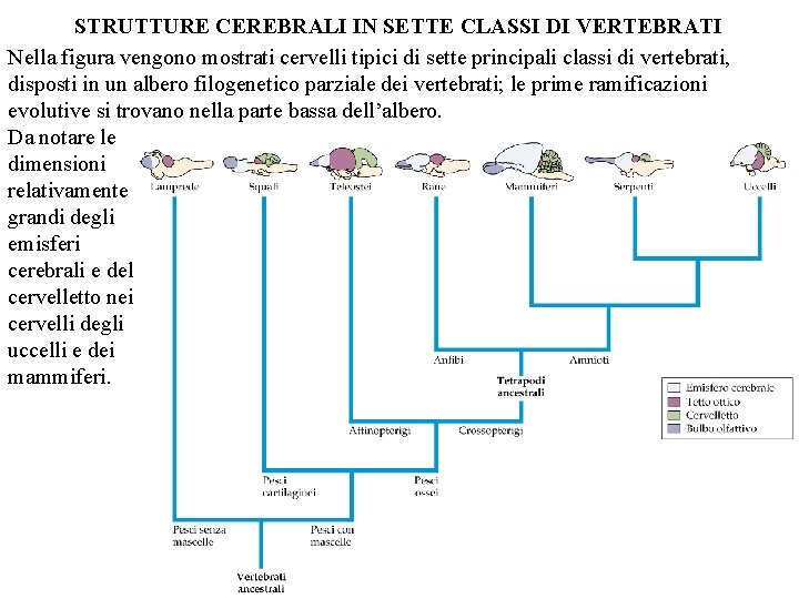 STRUTTURE CEREBRALI IN SETTE CLASSI DI VERTEBRATI Nella figura vengono mostrati cervelli tipici di