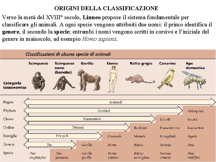 ORIGINI DELLA CLASSIFICAZIONE Verso la metà del XVIII° secolo, Linneo propose il sistema fondamentale