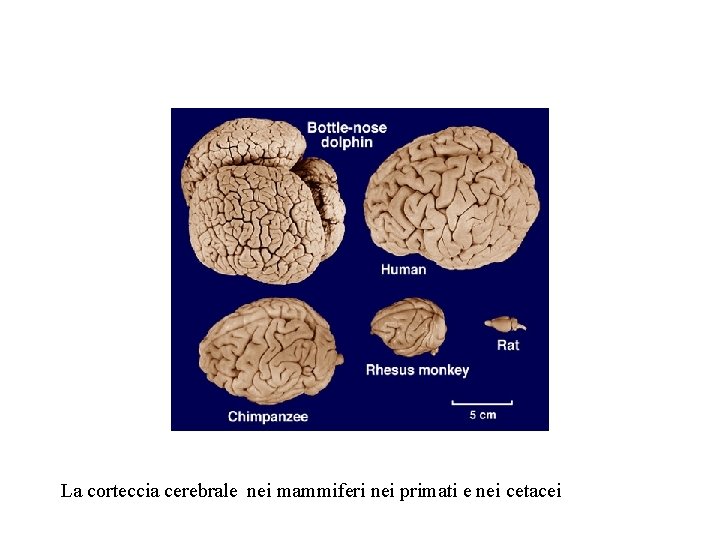 La corteccia cerebrale nei mammiferi nei primati e nei cetacei 