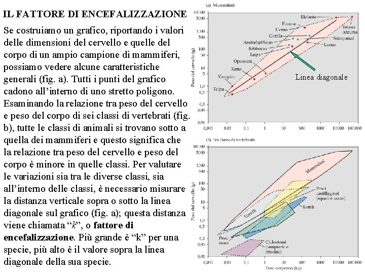 IL FATTORE DI ENCEFALIZZAZIONE Se costruiamo un grafico, riportando i valori delle dimensioni del