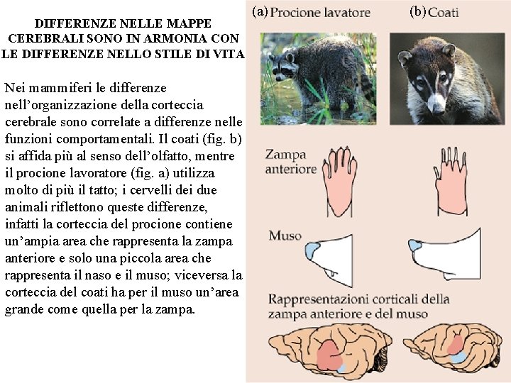 DIFFERENZE NELLE MAPPE CEREBRALI SONO IN ARMONIA CON LE DIFFERENZE NELLO STILE DI VITA