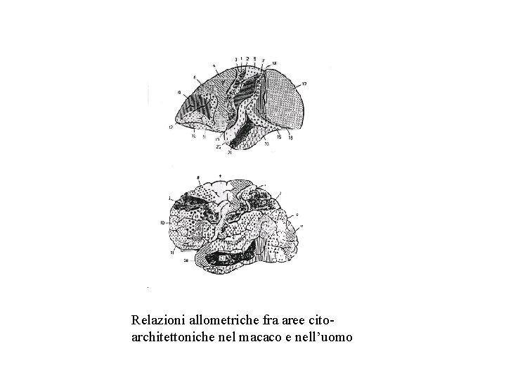 Relazioni allometriche fra aree citoarchitettoniche nel macaco e nell’uomo 