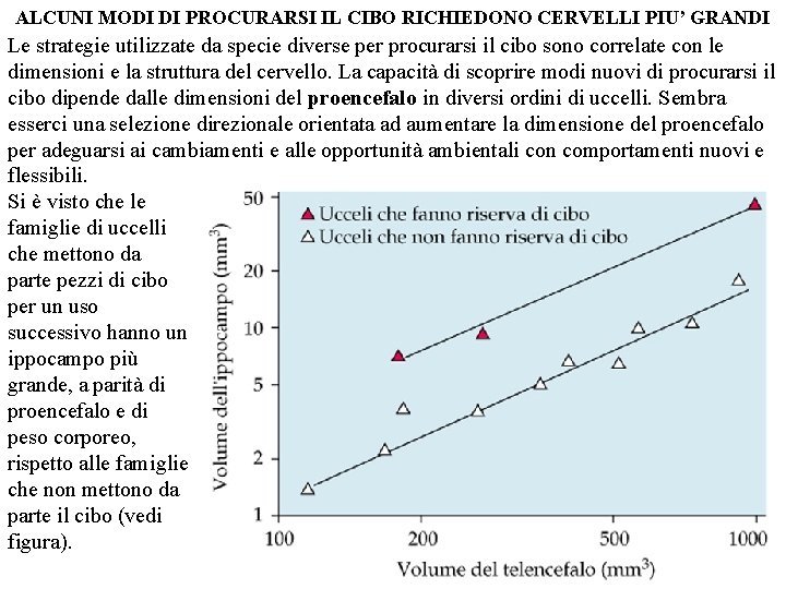 ALCUNI MODI DI PROCURARSI IL CIBO RICHIEDONO CERVELLI PIU’ GRANDI Le strategie utilizzate da