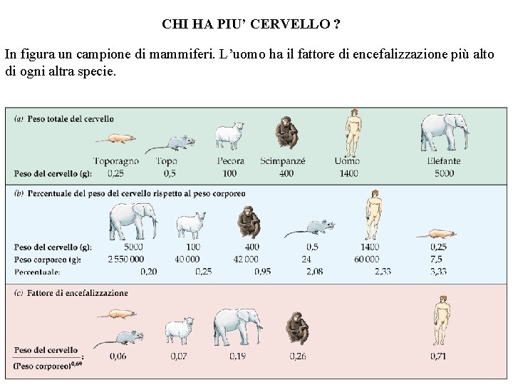 CHI HA PIU’ CERVELLO ? In figura un campione di mammiferi. L’uomo ha il