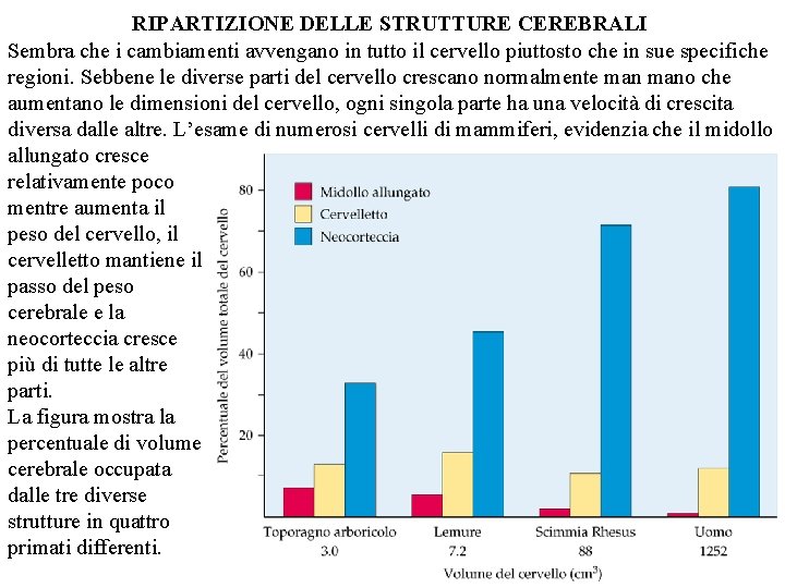 RIPARTIZIONE DELLE STRUTTURE CEREBRALI Sembra che i cambiamenti avvengano in tutto il cervello piuttosto