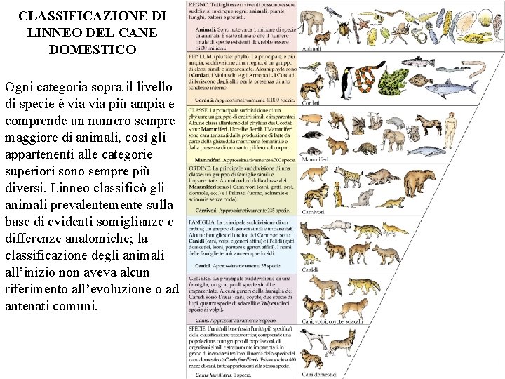 CLASSIFICAZIONE DI LINNEO DEL CANE DOMESTICO Ogni categoria sopra il livello di specie è